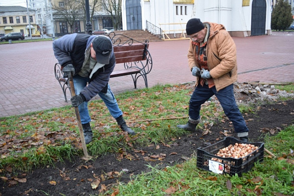 60 тысяч луковиц тюльпанов высадят в Иванове